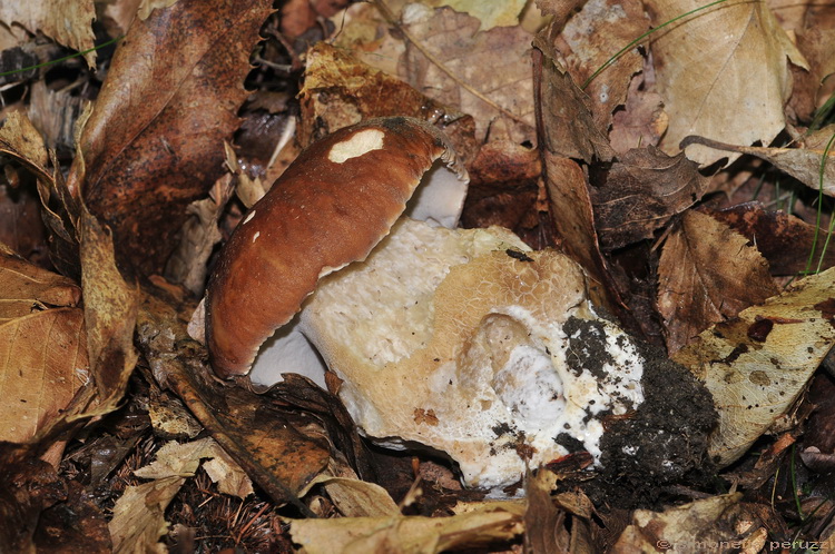 I primi di stagione...